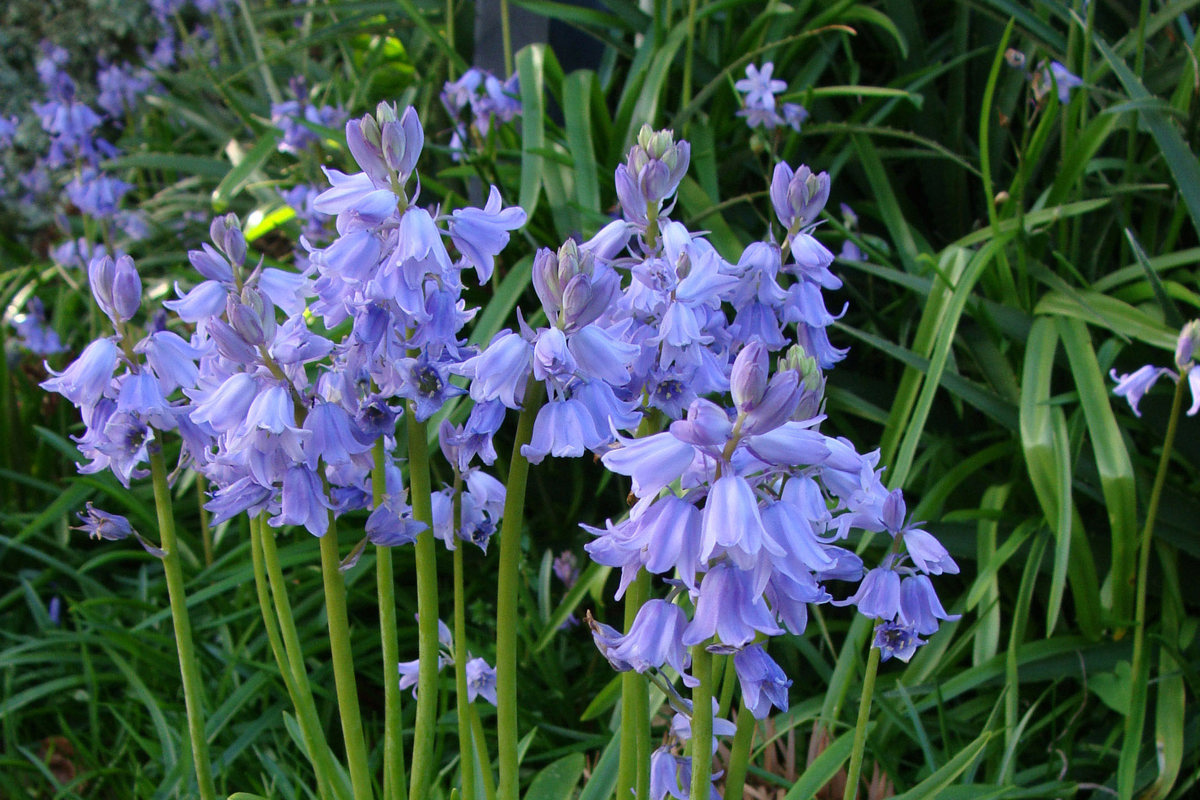 Hyacinthoides hispanica (2).jpg